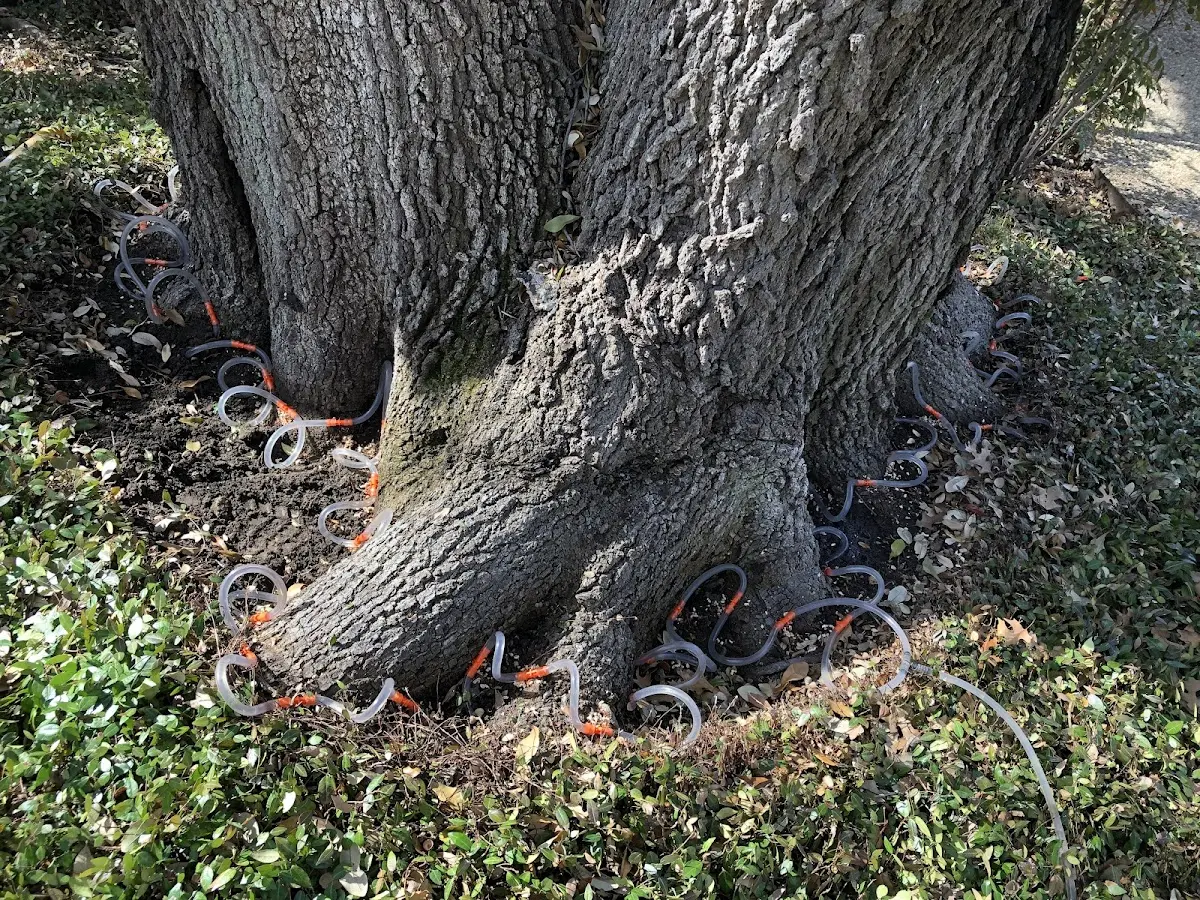 Detailed Tree Cabling and Bracing job site in Missoula